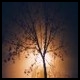 Darktree