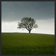 Onetree